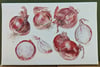 Red Onions A4 Canvas