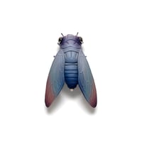 Image 1 of Cicada (ash) by Calvin Ma X Erika Sanada