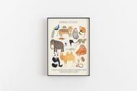 Image of Asia Animals Continent Print