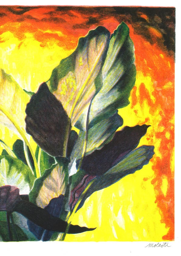 Image of Sauvage — Manon Molesti