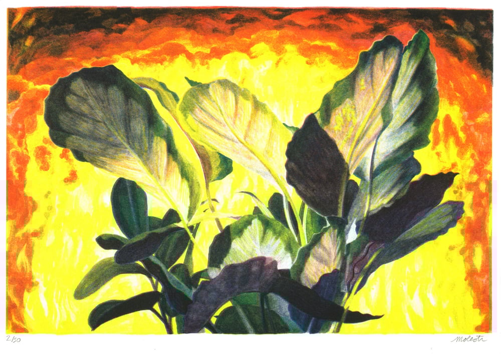 Image of Sauvage — Manon Molesti