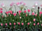 Image of Garden tulips