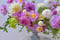 Image of Dahlia bouquet