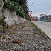 Image 2 of Spadina and Fort York x Flower Power