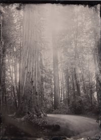 Redwoods Print