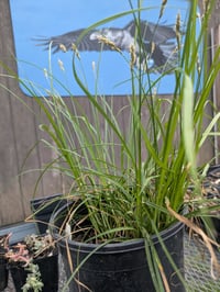 Image 3 of Chamisso Sedge : Carex pachystachya