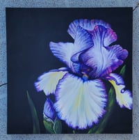 Image 1 of Rare Treat Bearded Iris 