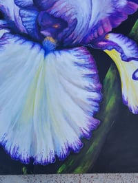 Image 2 of Rare Treat Bearded Iris 