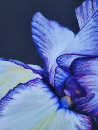 Image 3 of Rare Treat Bearded Iris 
