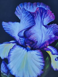Image 4 of Rare Treat Bearded Iris 