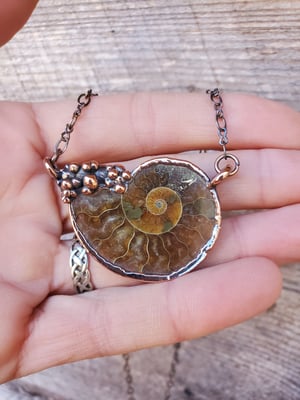 Image of Ammonite #1