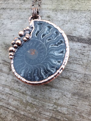 Image of Ammonite #2