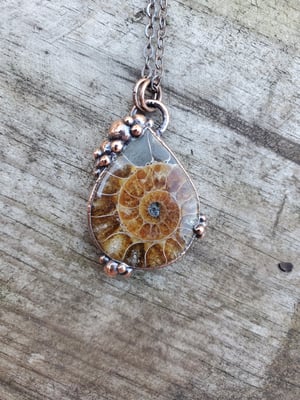 Image of Ammonite Teardrop #2