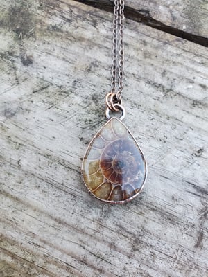 Image of Ammonite Teardrop #3