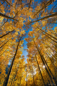 Aspen Reflections