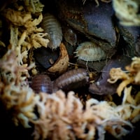 Image 3 of Porcellio Laevis - Isopods 