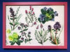 Framed hand painted nature illustrations - wild flowers