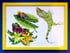 Framed hand painted nature illustrations - Frog and iguana. Image 4