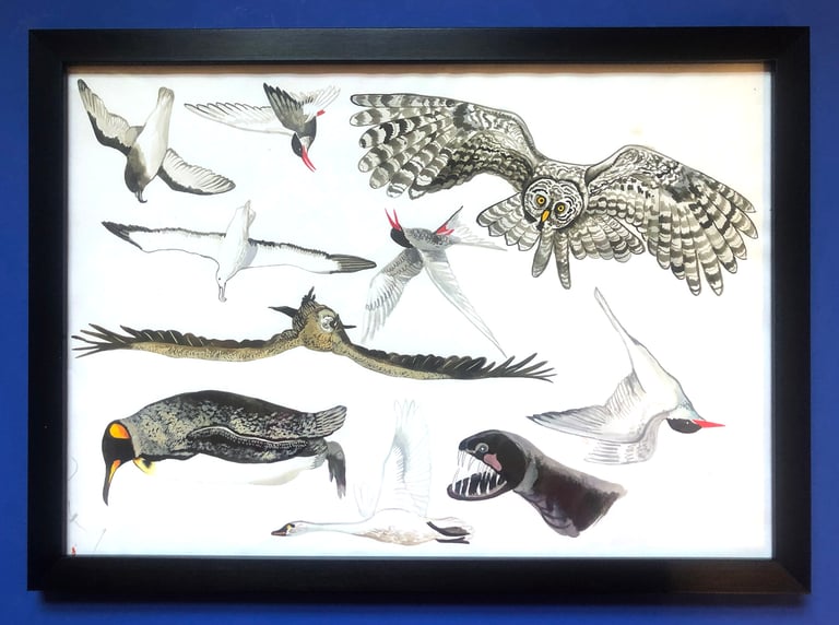 Framed hand painted nature illustrations - Birds