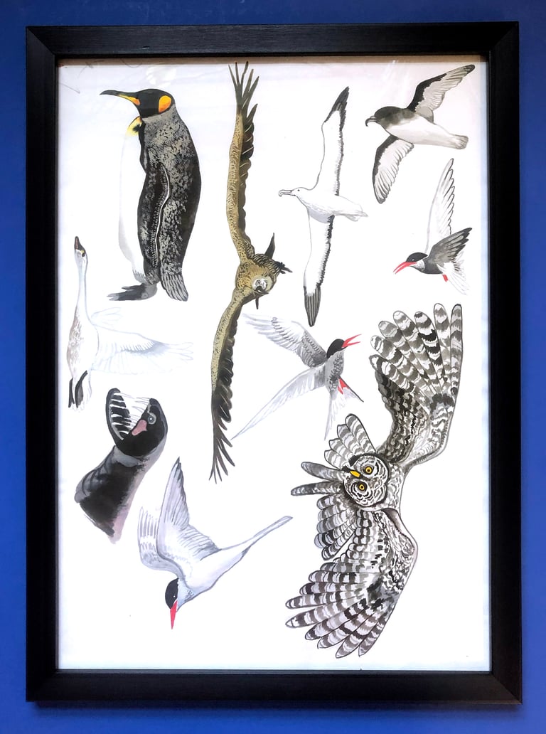 Framed hand painted nature illustrations - Birds Image 3