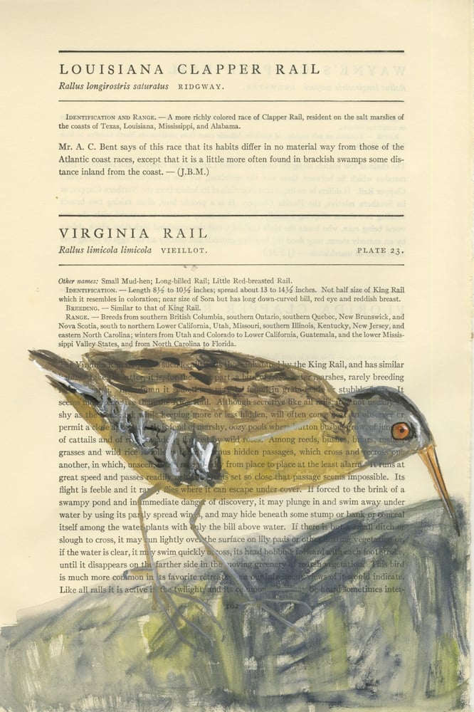 Image of Virginia Rail - original illustration