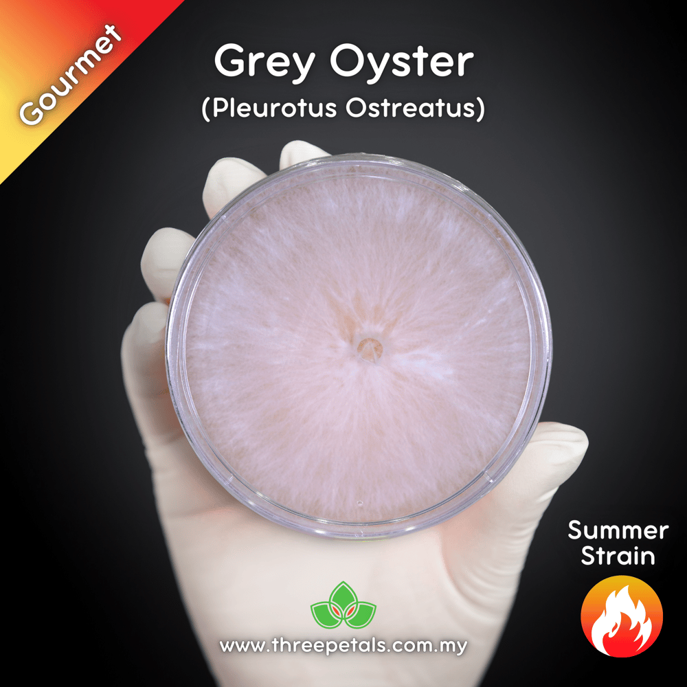 Grey Oyster (Pleurotus Ostreatus) Live Mycelium Mushroom Culture Spawn Seed