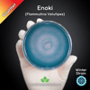 Enoki (Flammulina Velutipes) Live Mycelium Mushroom Culture Spawn Seed