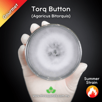 Image 1 of Torq Button (Agaricus Bitorquis) Live Mycelium Mushroom Culture Spawn Seed