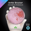 Antler Bracket (Ganoderma Multipileum) Live Mycelium Mushroom Culture Spawn Seed