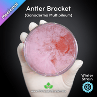 Image 1 of Antler Bracket (Ganoderma Multipileum) Live Mycelium Mushroom Culture Spawn Seed