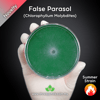 False Parasol (Chlorophyllum Molybdites) Live Mycelium Mushroom Culture Spawn Seed