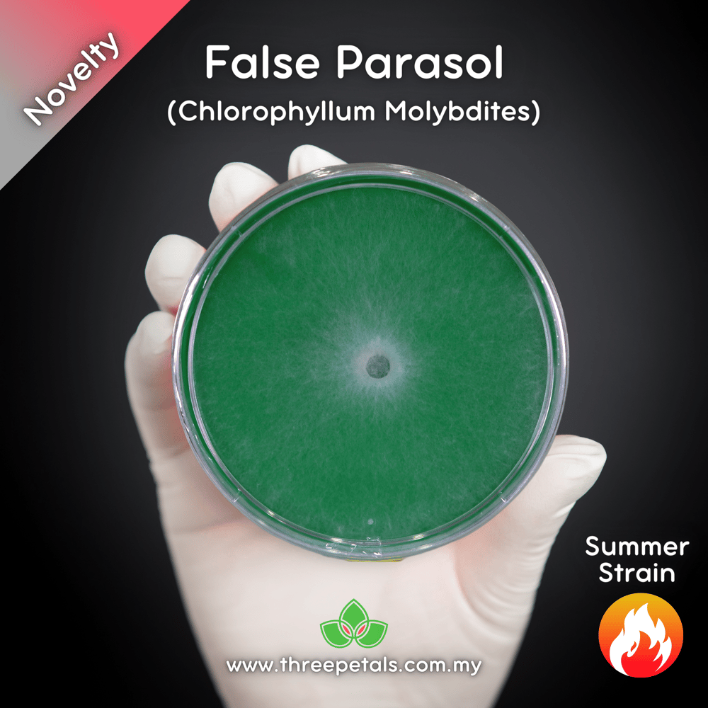 False Parasol (Chlorophyllum Molybdites) Live Mycelium Mushroom Culture Spawn Seed
