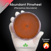 Abundant Pinwheel (Marasmius Abundans) Live Mycelium Mushroom Culture Spawn Seed