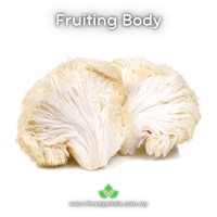 Image 2 of Lion's Mane CCS (Hericium Erinaceus) Live Mycelium Mushroom Culture Spawn Seed