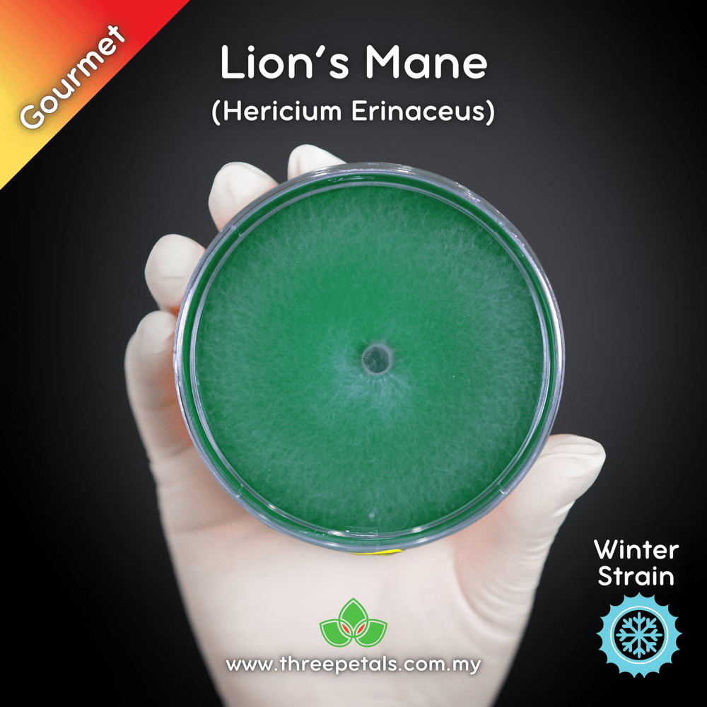 Winter Lion's Mane (Hericium Erinaceus) Live Mycelium Mushroom Culture Spawn Seed