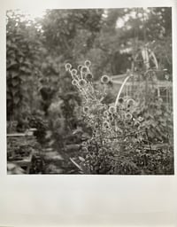 Silver gelatin Print  / Riesthal Garden / flower