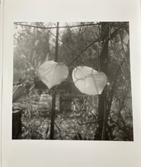 Silver gelatin print / the two leaves