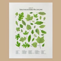 "Leaves of Southeastern Michigan" Poster