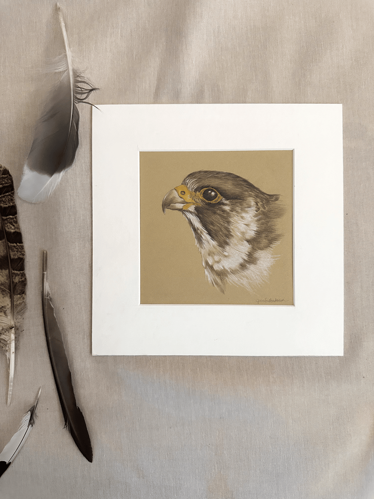 Image of Steal My Heart (Peregrine Falcon) ORIGINAL 