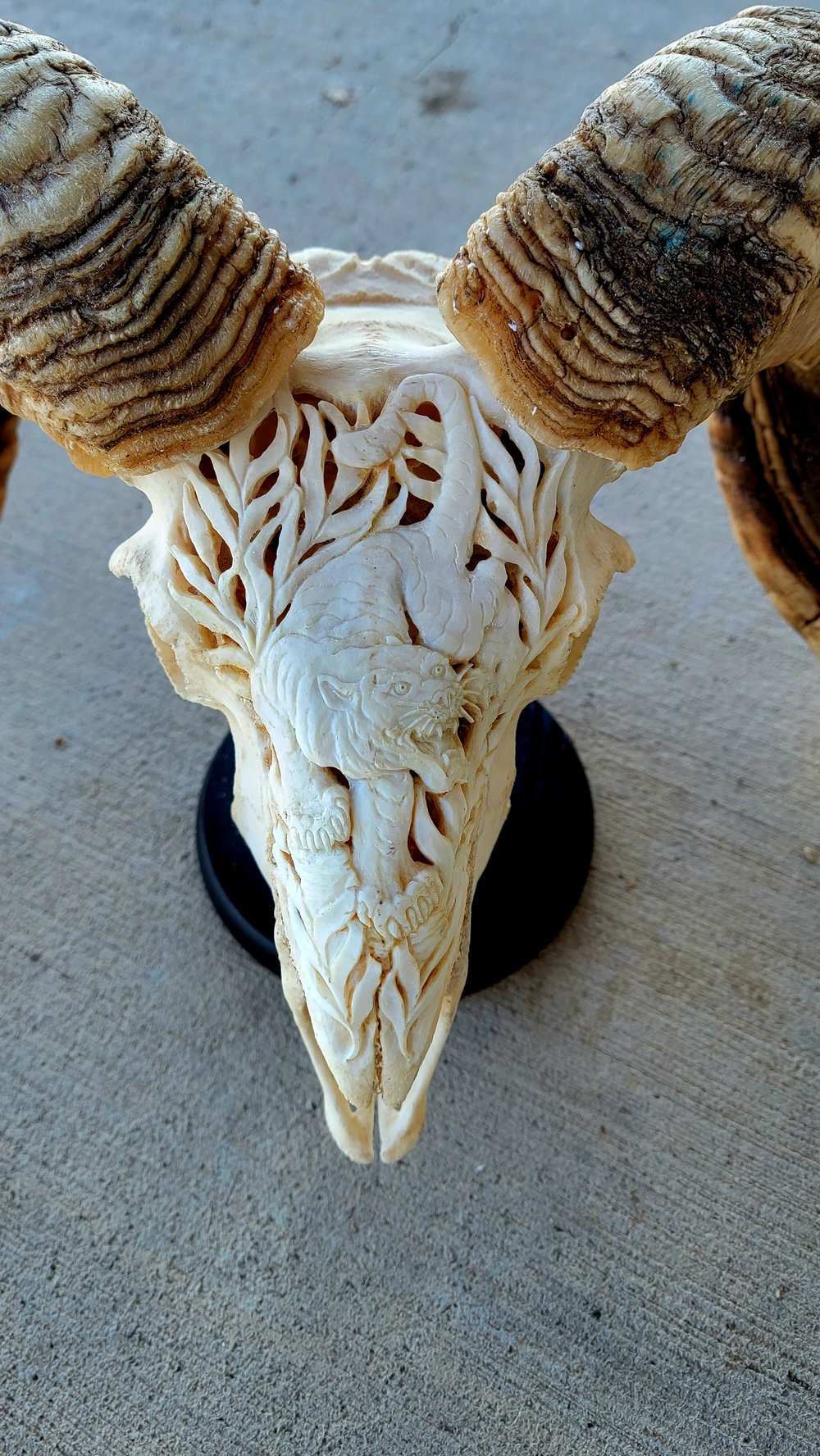 'Ano Tora' carved ram skull