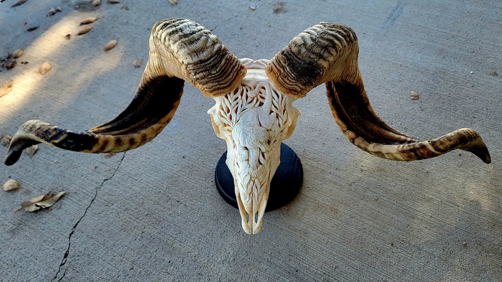 'Ano Tora' carved ram skull