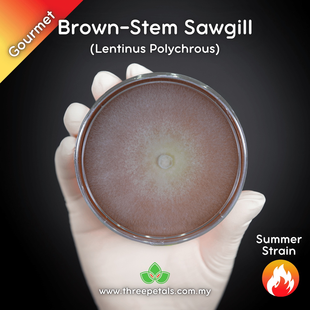 Brown-stem Sawgill (Lentinus Polychrous) Live Mycelium Mushroom Culture Spawn Seed