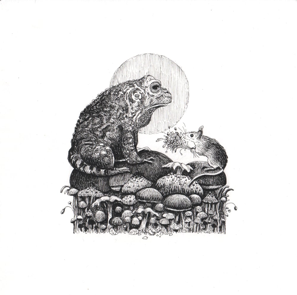 Image of Toad