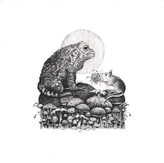 Image of Toad