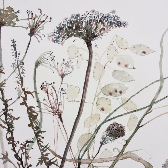 Image of Fading Winter Queen Anne’s Lace 
