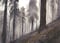 Image of Among Giants (Sequoia National Park)