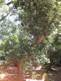 Image 2 of  Banksia serrata - Saw-tooth Banksia