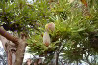 Image 3 of  Banksia serrata - Saw-tooth Banksia