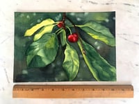 Image 2 of Ripe Cherries