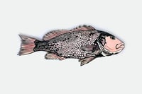 Red Snapper
